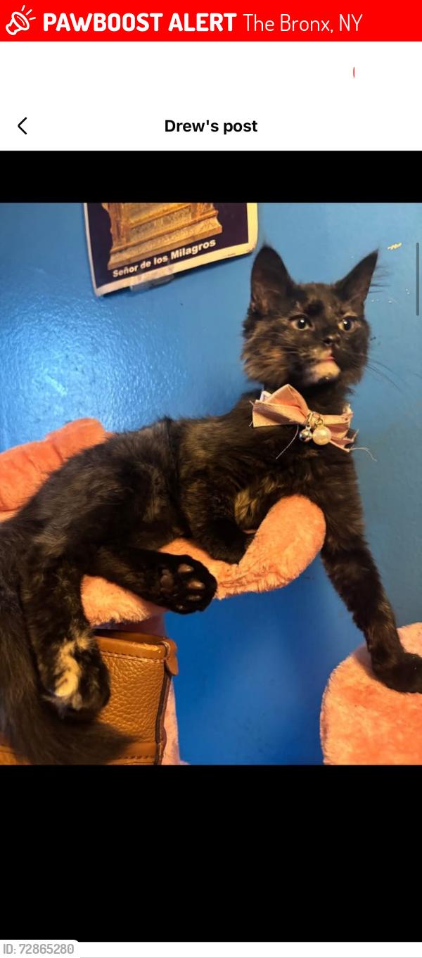 Lost Female Cat last seen Quarry Rd , East 180th & 3rd Ave, The Bronx, NY 10457