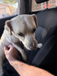 Found/Stray Male Dog last seen Longbow and Galaxie, Garland, TX 75044