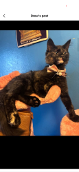 Lost Female Cat last seen Quarry Rd , East 180th & 3rd Ave, The Bronx, NY 10457