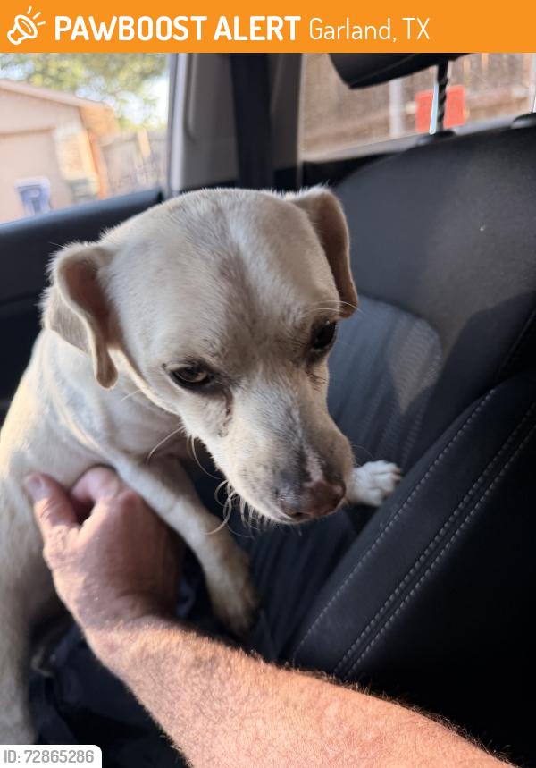 Found/Stray Male Dog last seen Longbow and Galaxie, Garland, TX 75044