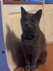 Lost Male Cat last seen Sunnyside Drive near Kountry Korner, Murfreesboro, TN 37129