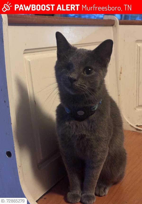Lost Male Cat last seen Sunnyside Drive near Kountry Korner, Murfreesboro, TN 37129