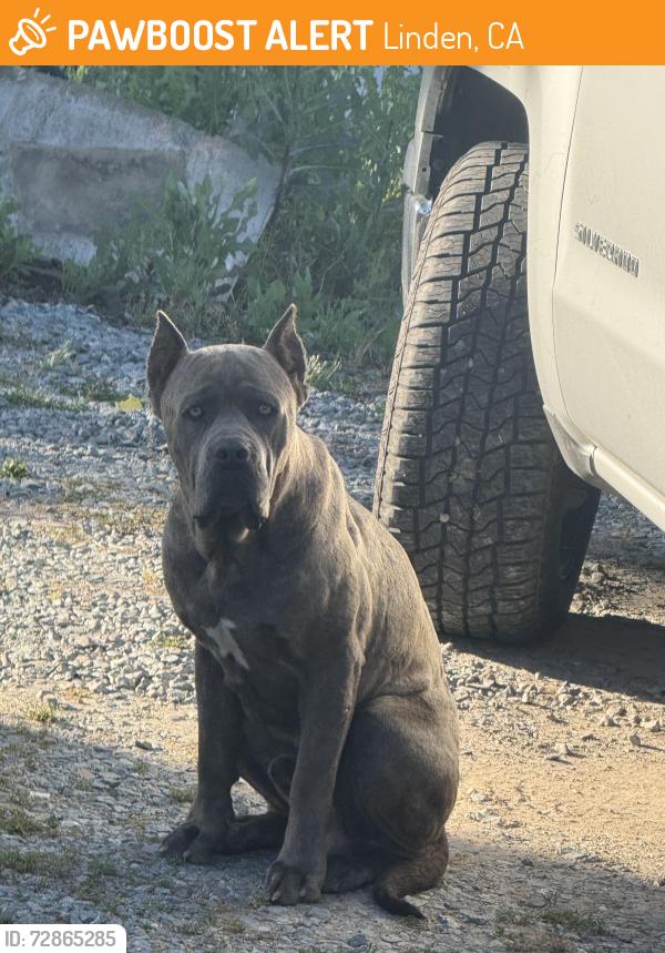 Found/Stray Male Dog last seen South escalon bellota road Farmington ca , Linden, CA 95236