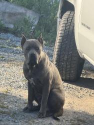 Found/Stray Male Dog last seen South escalon bellota road Farmington ca , Linden, CA 95236