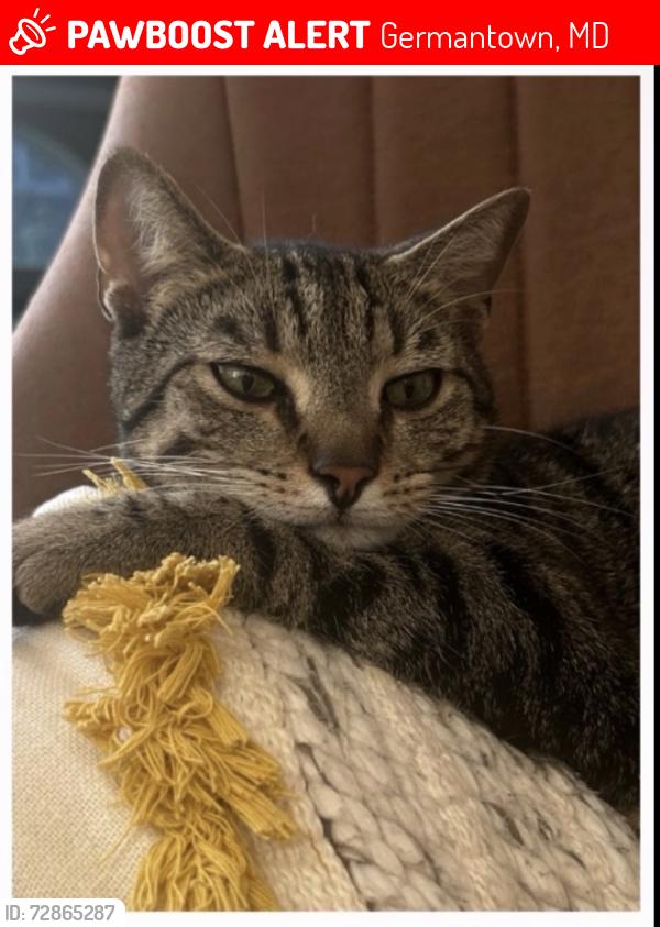 Lost Male Cat last seen Waterford hills, Germantown, MD 20874
