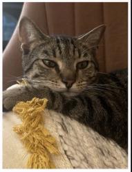 Lost Male Cat last seen Waterford hills, Germantown, MD 20874