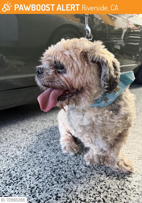 Found/Stray Male Dog last seen Grand Valley Trail & Linares, Riverside, CA 92509