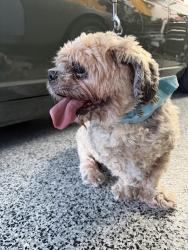 Found/Stray Male Dog last seen Grand Valley Trail & Linares, Riverside, CA 92509