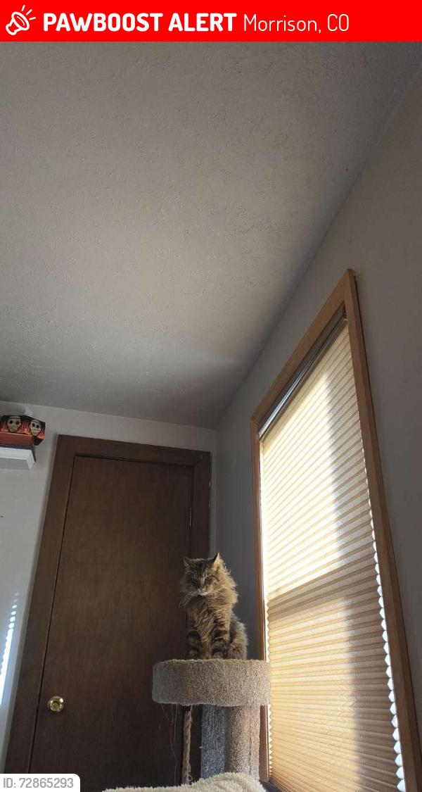 Lost Male Cat last seen on co-8 outside my hse, Morrison, CO 80465