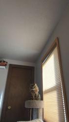 Lost Male Cat last seen on co-8 outside my hse, Morrison, CO 80465