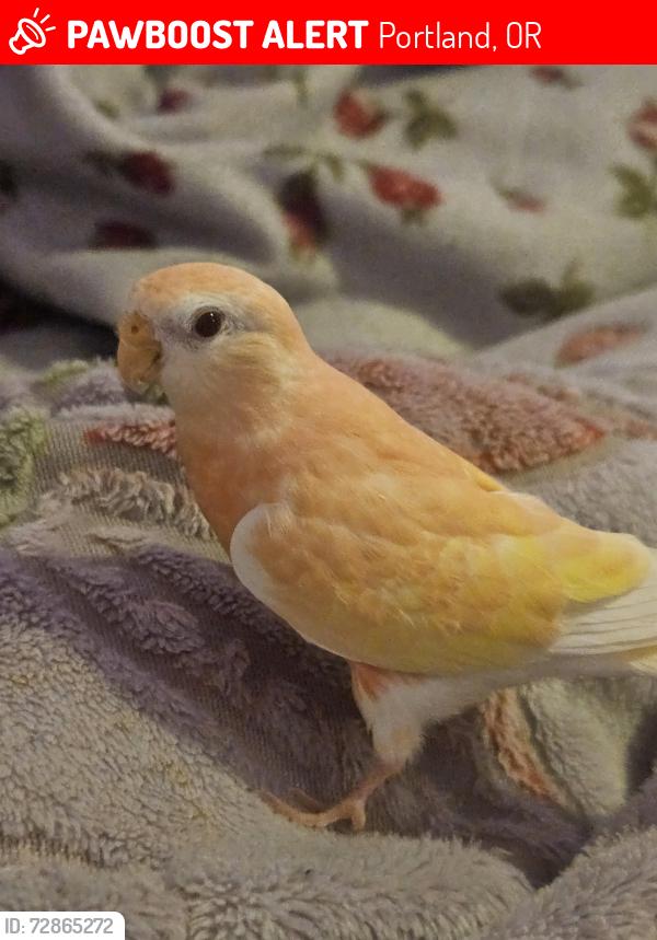 Lost Female Bird last seen 195th, Portland, OR 97230
