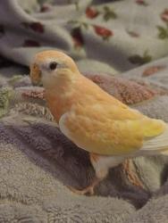 Lost Female Bird last seen 195th, Portland, OR 97230