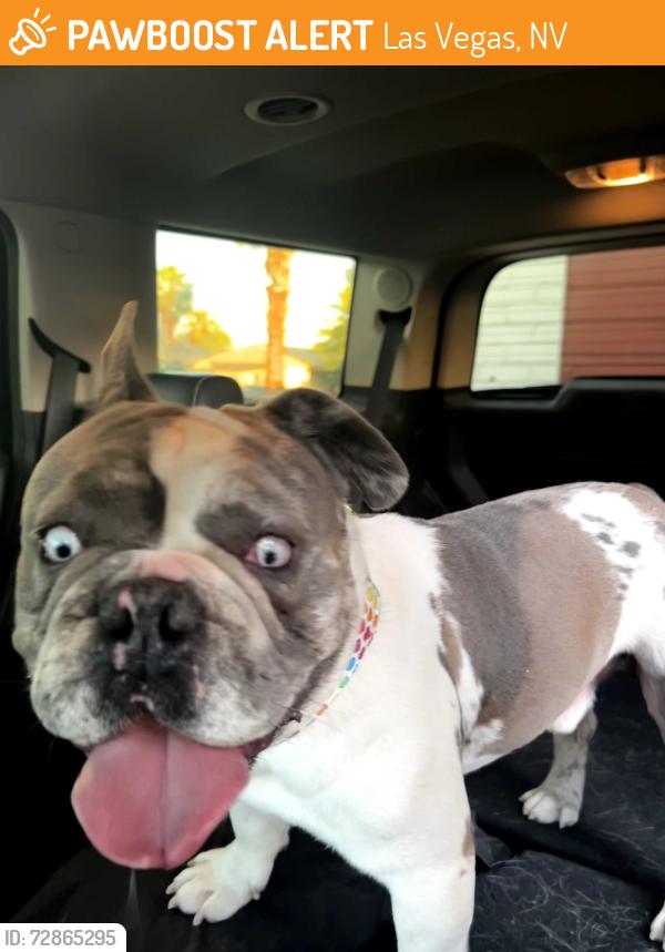 Found/Stray Male Dog last seen 6th St and PArk Paseo, Las Vegas, NV 89104