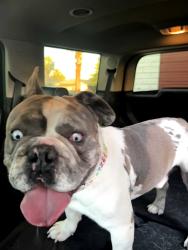 Found/Stray Male Dog last seen 6th St and PArk Paseo, Las Vegas, NV 89104