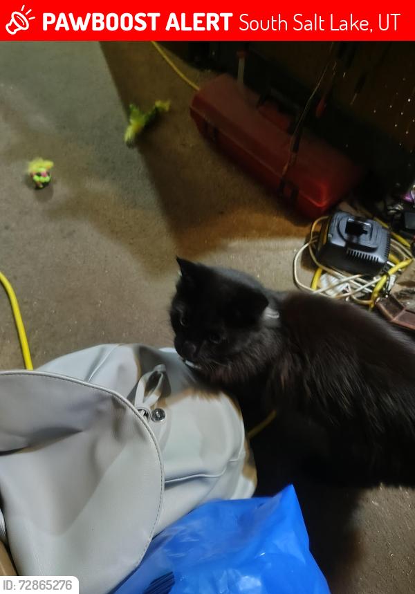 Lost Male Cat last seen Near west silver ave, South Salt Lake, UT 84115
