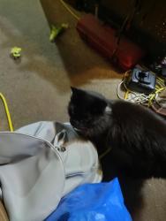 Lost Male Cat last seen Near west silver ave, South Salt Lake, UT 84115
