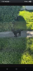 Lost Male Dog last seen Fresno forest park , Forest Park, OH 45240