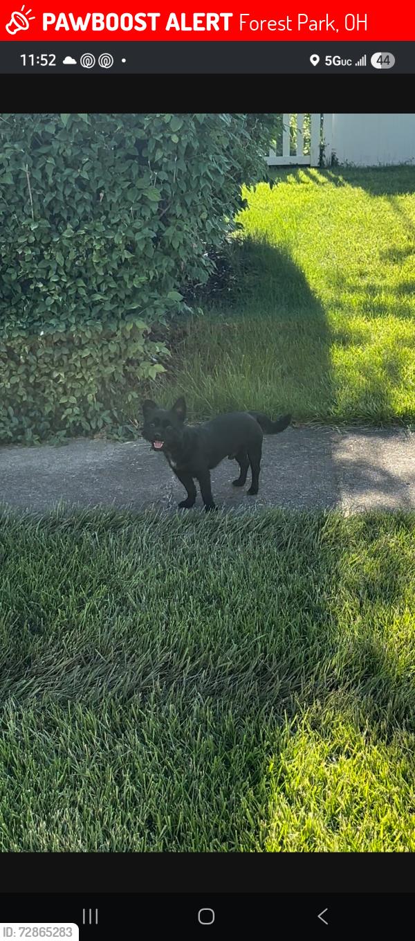 Lost Male Dog last seen Fresno forest park , Forest Park, OH 45240