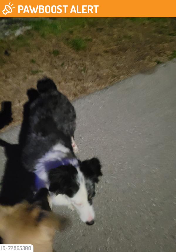 Found/Stray Female Dog last seen Tamiami Trail N , North Fort Myers, FL 33903