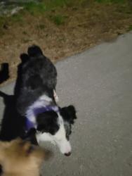 Found/Stray Female Dog last seen Tamiami Trail N , North Fort Myers, FL 33903