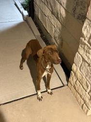 Found/Stray Female Dog last seen Edgewood Dr and Westway Dr in Post Oak Pointe, Fresno, TX 77545