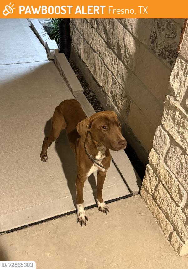 Found/Stray Female Dog last seen Edgewood Dr and Westway Dr in Post Oak Pointe, Fresno, TX 77545