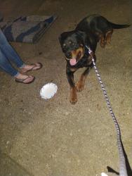 Found/Stray Male Dog last seen Mount Moriah and Ridgeway intersection, Memphis, TN 38115