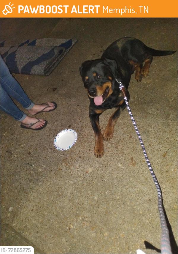 Found/Stray Male Dog last seen Mount Moriah and Ridgeway intersection, Memphis, TN 38115