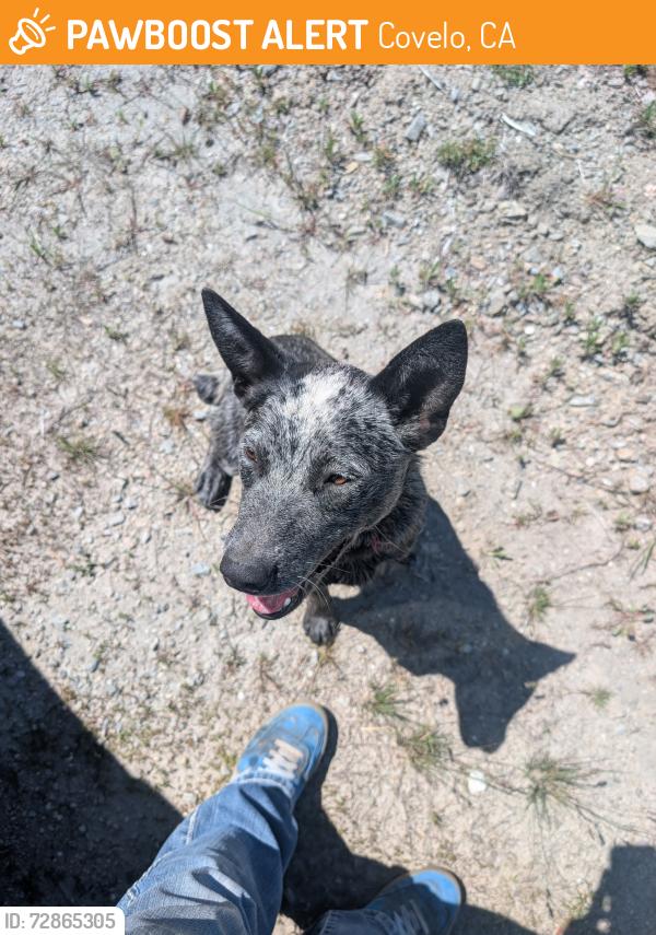 Found/Stray Female Dog last seen Fh7, Covelo, CA 95428