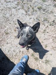 Found/Stray Female Dog last seen Fh7, Covelo, CA 95428