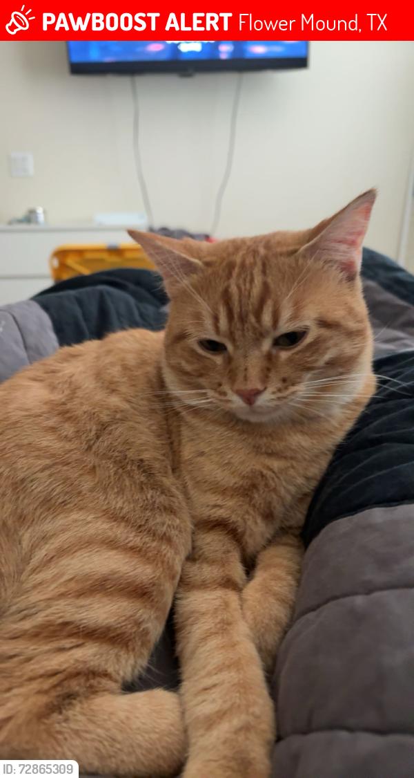 Lost Male Cat last seen I don’t know the exact address, Flower Mound, TX 75022