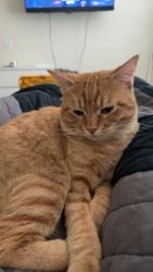 Lost Male Cat last seen I don’t know the exact address, Flower Mound, TX 75022