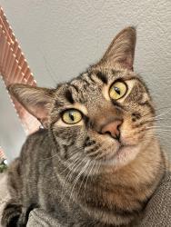 Lost Male Cat last seen Starr and Dean Martin, Las Vegas, NV 89141