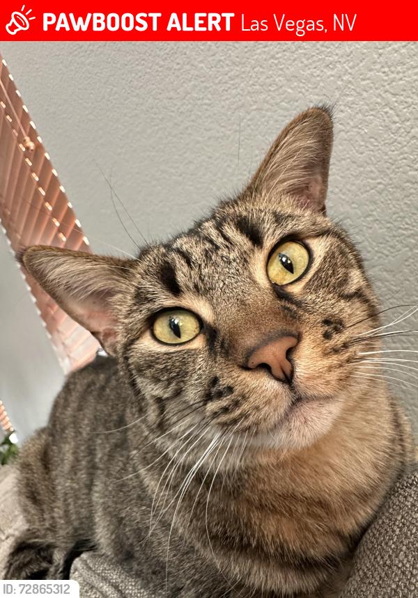Lost Male Cat last seen Starr and Dean Martin, Las Vegas, NV 89141