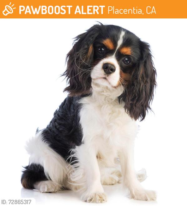 Found/Stray Male Dog last seen Orchard St/Richfield, Placentia, CA 92870