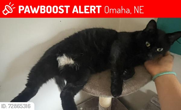 Lost Female Cat last seen 2nd and bancroft, Omaha, NE 68108