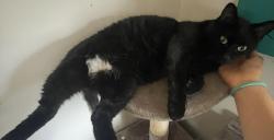 Lost Female Cat last seen 2nd and bancroft, Omaha, NE 68108