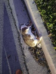 Found/Stray Unknown Cat last seen Living Spaces Warehouse on Boyce/Cherry near Stevenson, Fremont, CA 94538