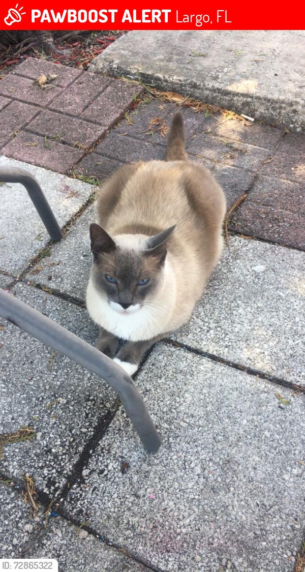 Lost Male Cat last seen 140th st 14st st, Largo, FL 33771