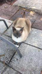 Lost Male Cat last seen 140th st 14st st, Largo, FL 33771
