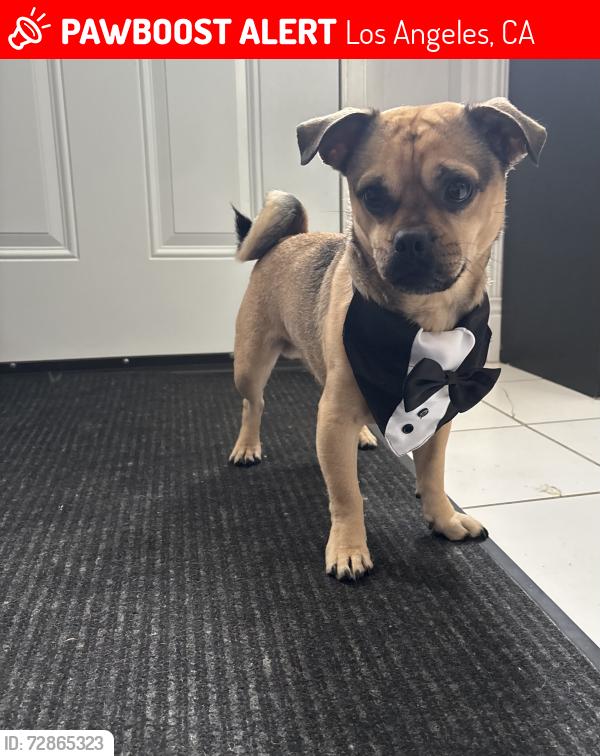 Lost Male Dog last seen exposition / western area, Los Angeles, CA 90007