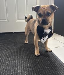 Lost Male Dog last seen exposition / western area, Los Angeles, CA 90007