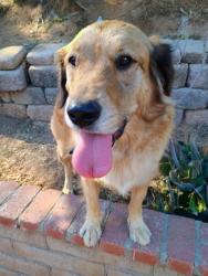 Reunited Male Dog last seen Vista Verde and el norte , Escondido, CA 92027