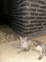 Found/Stray Male Cat last seen Falcons Nest apmts, Lubbock, TX 79423