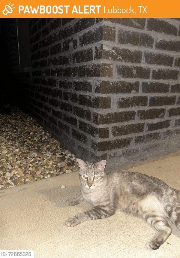 Found/Stray Male Cat last seen Falcons Nest apmts, Lubbock, TX 79423