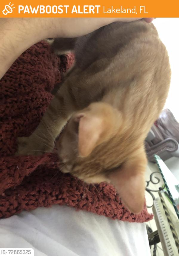 Found/Stray Male Cat last seen hosp , Lakeland, FL 33805