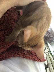 Found/Stray Male Cat last seen hosp , Lakeland, FL 33805