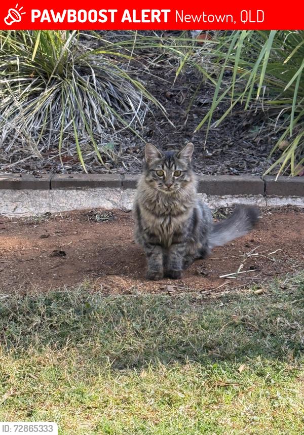 Lost Male Cat last seen 317Bridge Street new town, Newtown, QLD 4350
