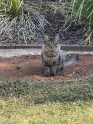 Lost Male Cat last seen 317Bridge Street new town, Newtown, QLD 4350
