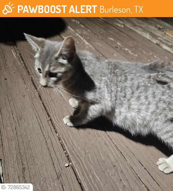Found/Stray Unknown Cat last seen Near Cross Timber, Burleson, TX 76028